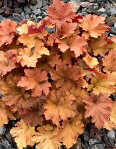 Heuchera Caramel – Heuchère - Vue d'ensemble