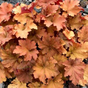 Heuchera Caramel – Heuchère - Vue d'ensemble