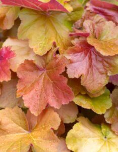 Heuchera Caramel – Heuchère - Feuillage en gros plan