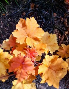 Heuchera Caramel – Heuchère - Vue d'ensemble