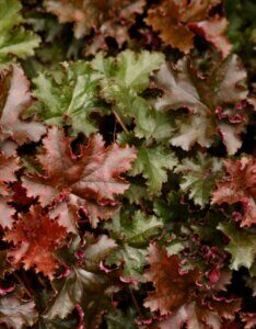 Heuchera Chocolate Ruffles – Heuchère - Feuillage en gros plan