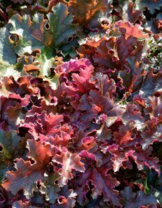 Heuchera Chocolate Ruffles – Heuchère - Feuillage
