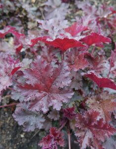 Heuchera Chocolate Ruffles – Heuchère - Feuillage