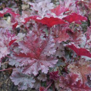Heuchera Chocolate Ruffles – Heuchère - Feuillage