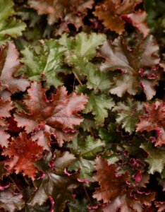Heuchera Chocolate Ruffles – Heuchère - Feuillage en gros plan