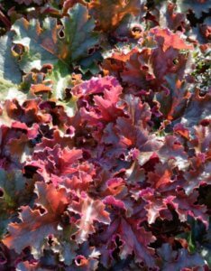 Heuchera Chocolate Ruffles – Heuchère - Feuillage