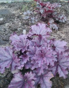 Heuchera Forever Purple – Heuchère - Vue d'ensemble