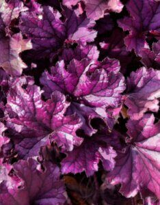 Heuchera Forever Purple – Heuchère - Feuillage en gros plan