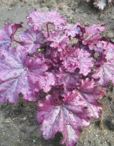 Heuchera Forever Purple – Heuchère - Vue d'ensemble