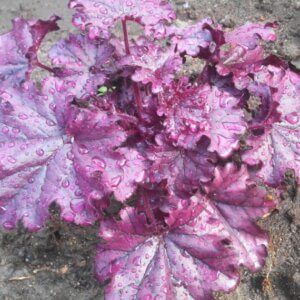 Heuchera Forever Purple – Heuchère - Vue d'ensemble