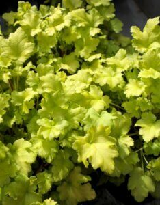 Heuchera Lime Marmalade – Heuchère - Feuillage