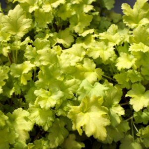 Heuchera Lime Marmalade – Heuchère - Feuillage