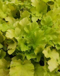 Heuchera Lime Marmalade – Heuchère - Feuillage en gros plan