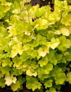 Heuchera Lime Marmalade – Heuchère - Feuillage