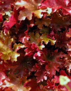 Heuchera Marmalade – Heuchère - Feuillage en gros plan