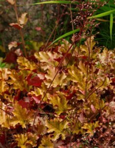 Heuchera Marmalade – Heuchère - Vue d'ensemble
