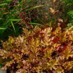 Heuchera Marmalade – Heuchère - Vue d'ensemble