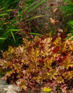 Heuchera Marmalade – Heuchère - Vue d'ensemble
