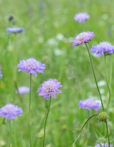 Knautia arvensis - Fleurs