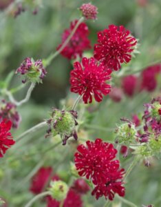 Knautia macedonica - Fleurs