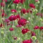 Knautia macedonica - Vue d'ensemble