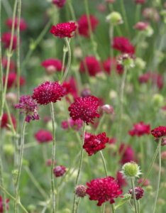 Knautia macedonica - Vue d'ensemble