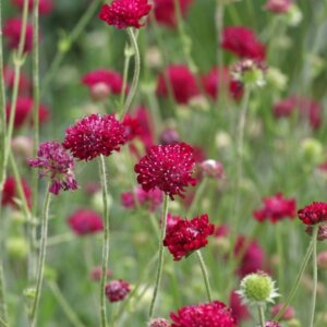 Knautia macedonica - Vue d'ensemble