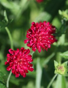 Knautia macedonica - Fleurs