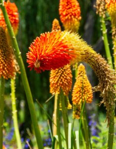 Kniphofia Royal Standard - Fleur