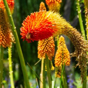 Kniphofia Royal Standard - Fleur