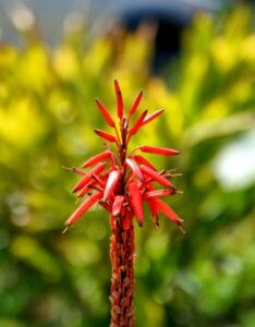 Kniphofia Royal Standard - Fleur