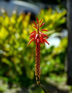 Kniphofia Royal Standard - Fleur