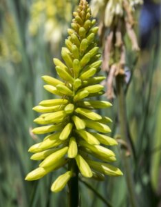 Kniphofia citrina - Fleur
