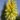Kniphofia citrina_741374734