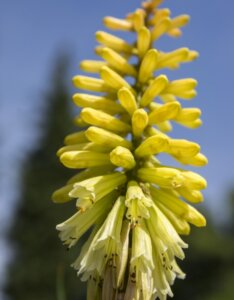 Kniphofia citrina - Fleur