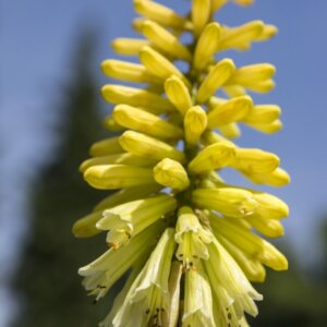 Kniphofia citrina - Fleur