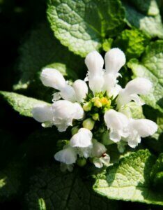 Lamium maculatum - Fleur