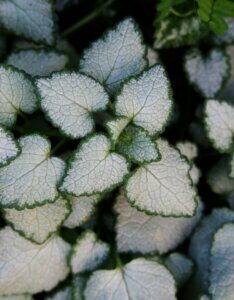 Lamium maculatum - Feuillage