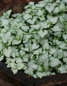 Lamium maculatum - Feuillage vue d'ensemble