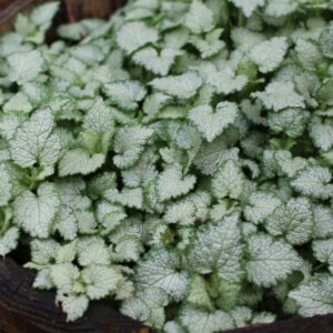 Lamium maculatum - Feuillage vue d'ensemble