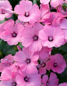 Lavatera rosea - Fleurs
