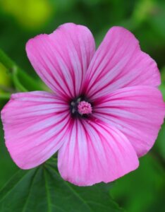 Lavatera rosea - Fleur