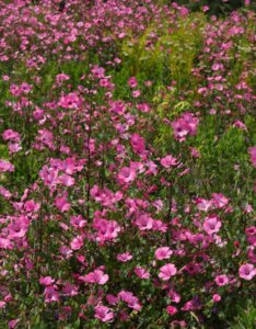Lavatera rosea - Vue d'ensemble