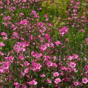 Lavatera rosea - Vue d'ensemble