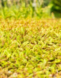 Leptinella squalida - Vue d'ensemble