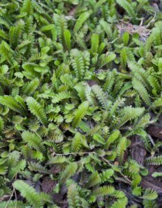 Leptinella squalida - Vue d'ensemble