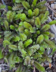 Leptinella squalida - Feuilles