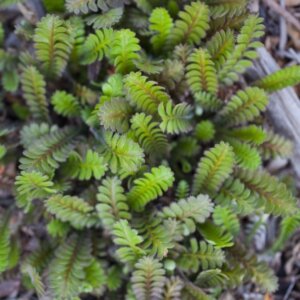 Leptinella squalida - Feuilles