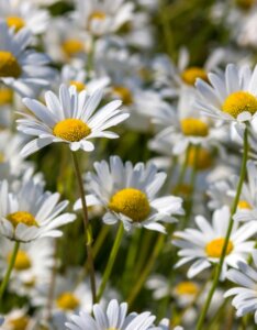Leucanthemum vulgare - Fleurs
