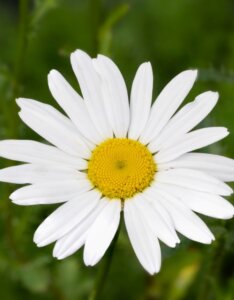 Leucanthemum vulgare - Fleur